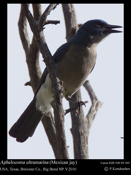 Mexican Jay (Couch's) - ML187662181
