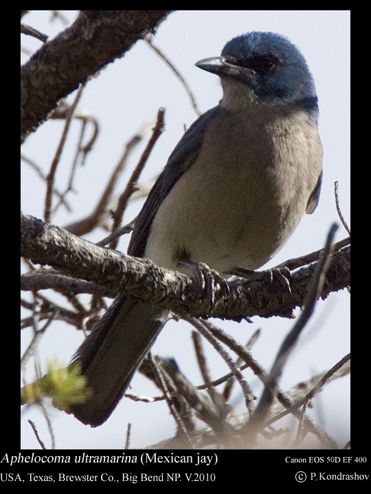 Mexican Jay (Couch's) - ML187662191