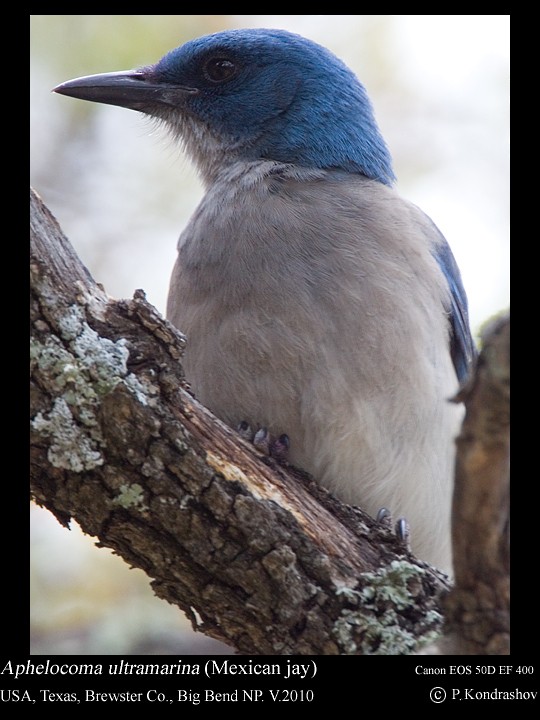 Mexican Jay (Couch's) - ML187662201