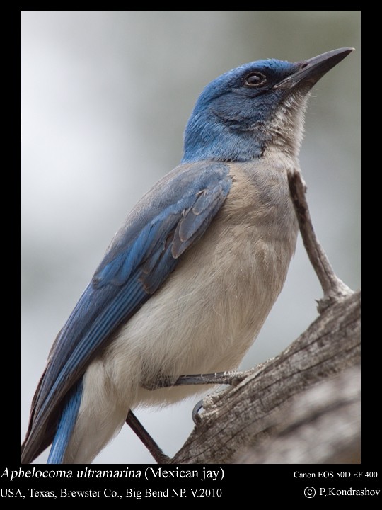 Mexican Jay (Couch's) - ML187662221