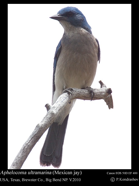 Mexican Jay (Couch's) - ML187662231