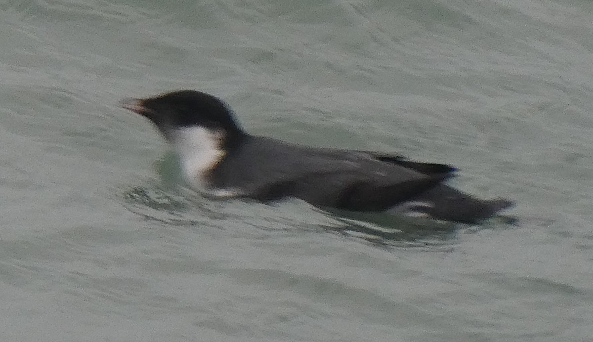 Ancient Murrelet - ML187662991