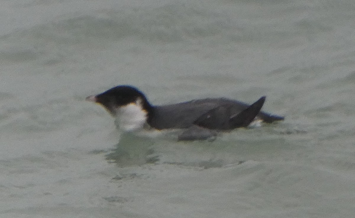 Ancient Murrelet - ML187663011