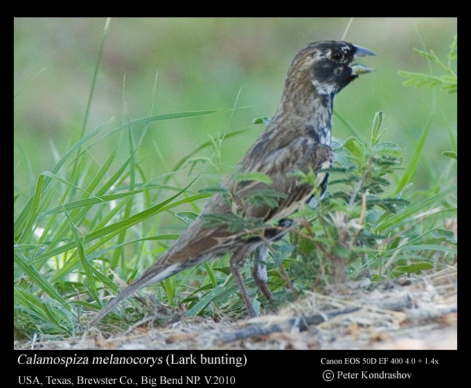 Lark Bunting - ML187663021