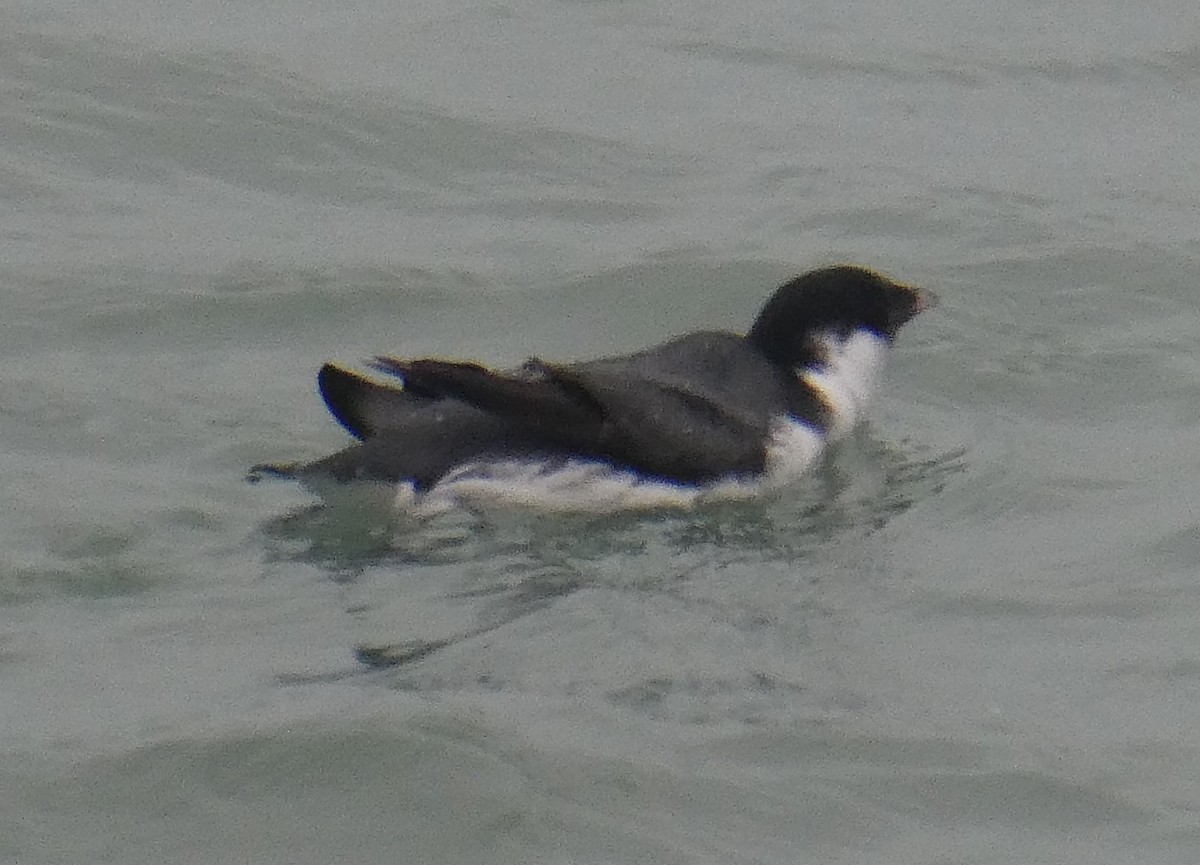 Ancient Murrelet - ML187663031