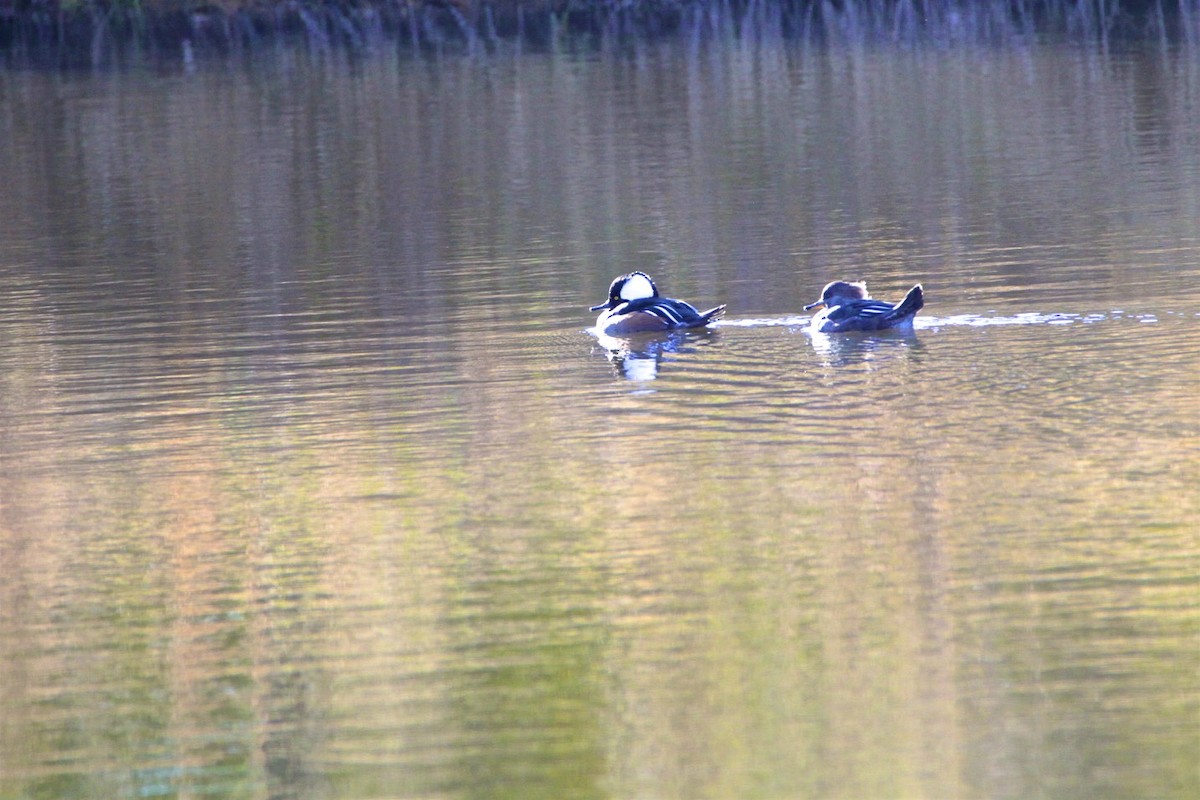 Hooded Merganser - ML187664131