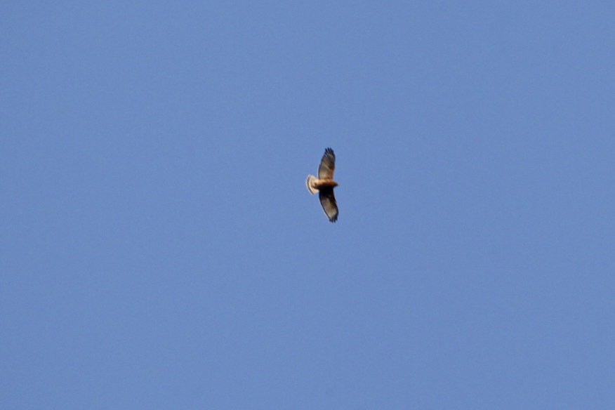 Red-shouldered Hawk - ML187664181