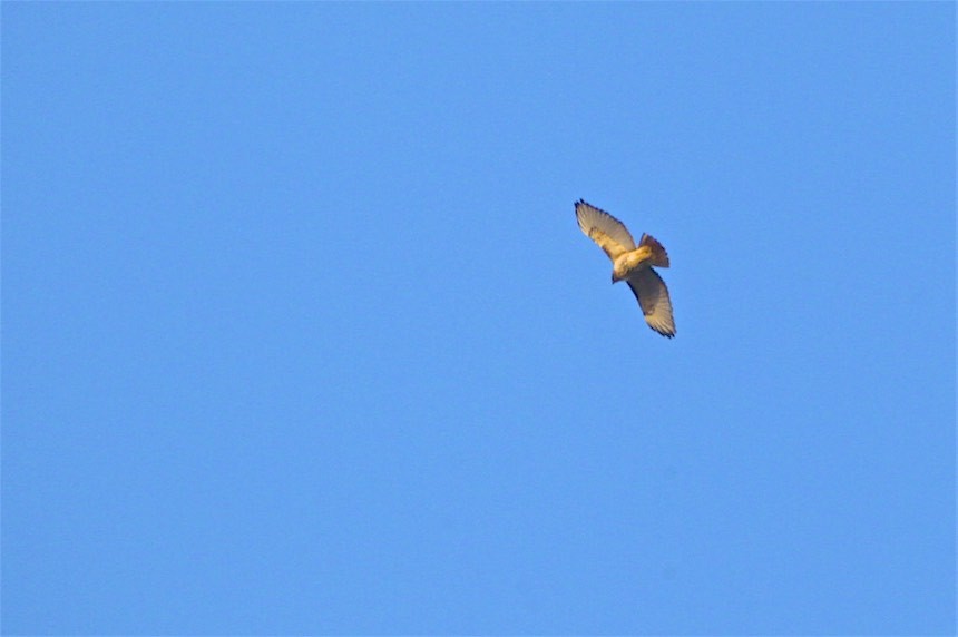 Red-tailed Hawk - ML187664201