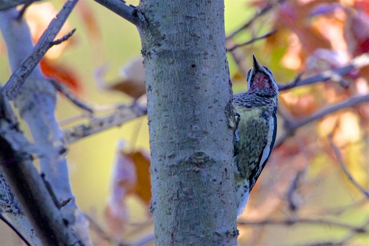 Yellow-bellied Sapsucker - Vickie Baily