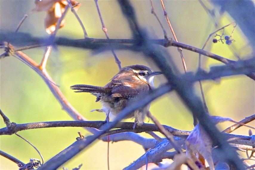 Carolina Wren - Vickie Baily