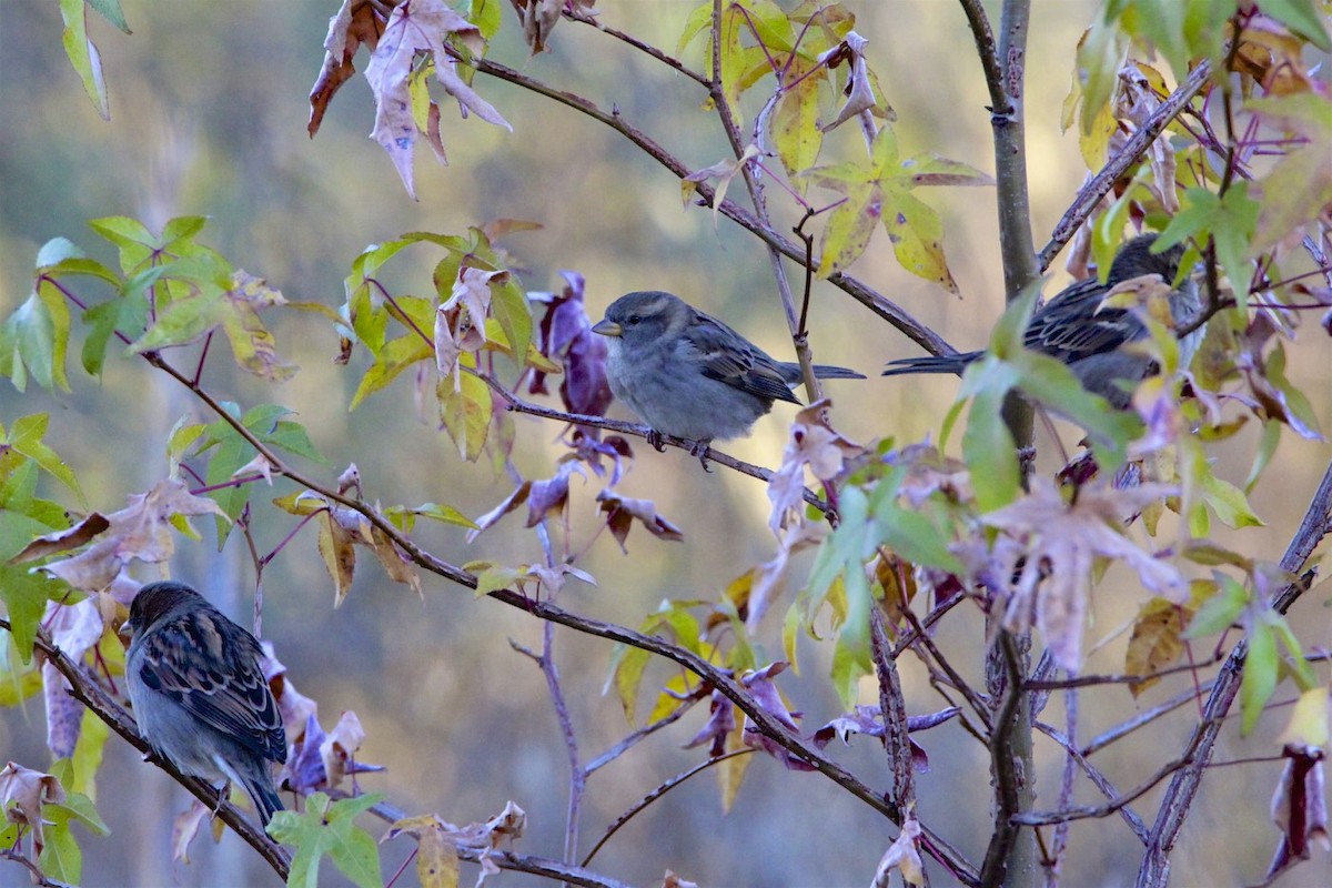 Moineau domestique - ML187664441