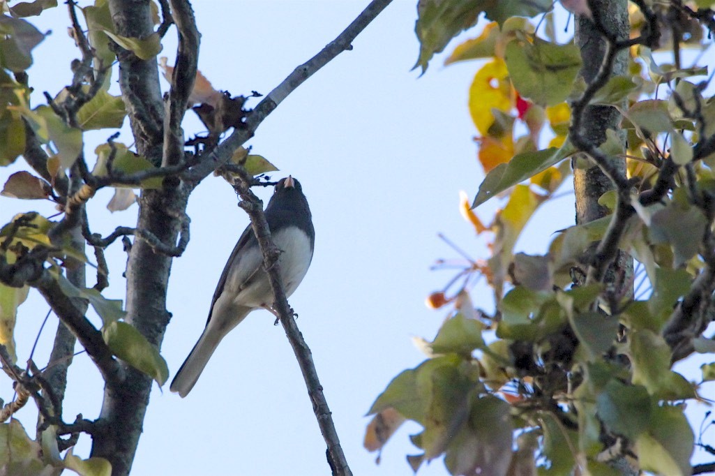 Dark-eyed Junco - ML187664471