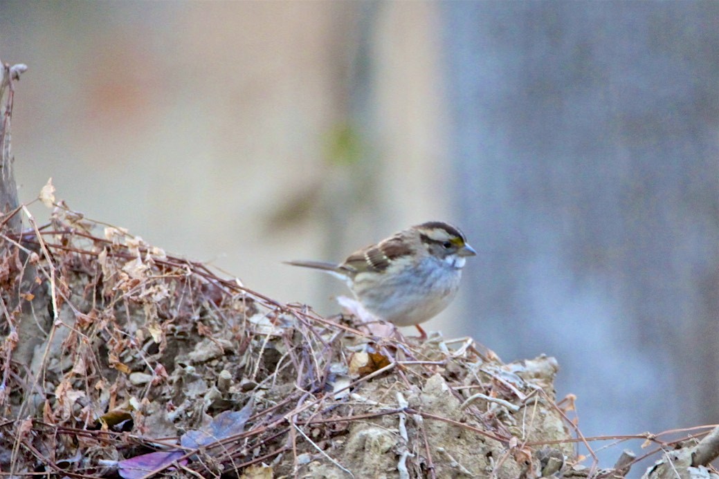 White-throated Sparrow - ML187664771