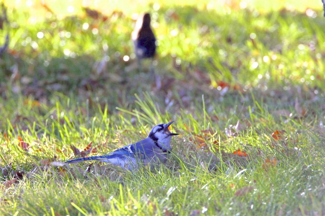 Blauhäher - ML187665241