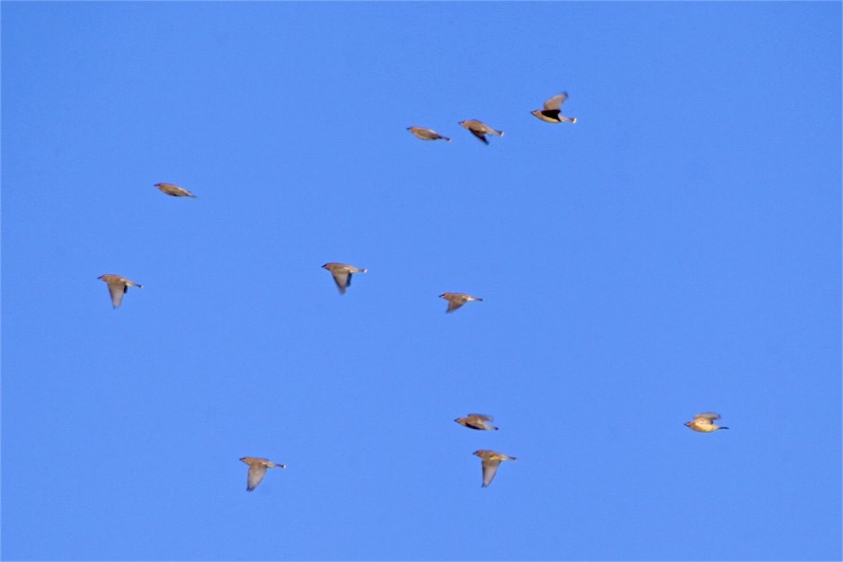 Cedar Waxwing - ML187665551