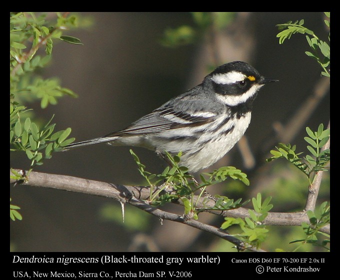 Black-throated Gray Warbler - Peter Kondrashov