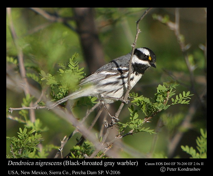 Black-throated Gray Warbler - ML187665751