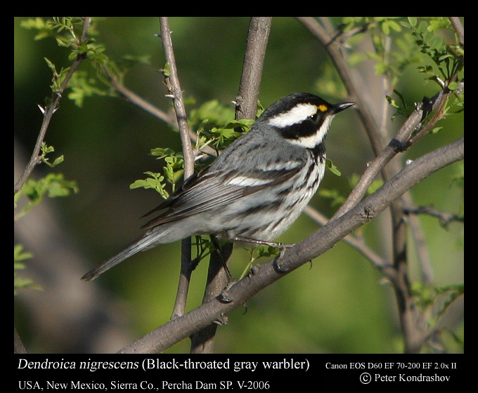 Black-throated Gray Warbler - ML187665761