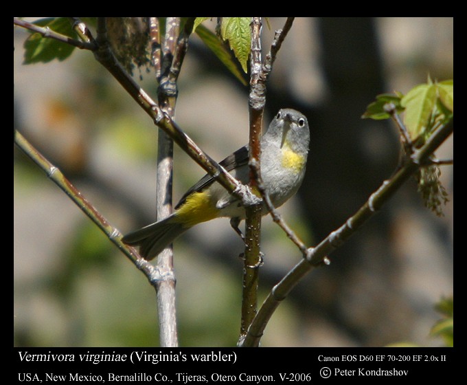 Virginia's Warbler - ML187666431