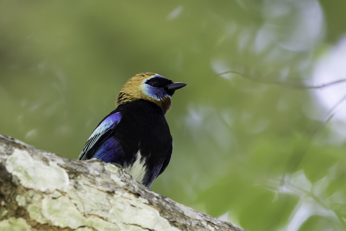 Golden-hooded Tanager - ML187667981