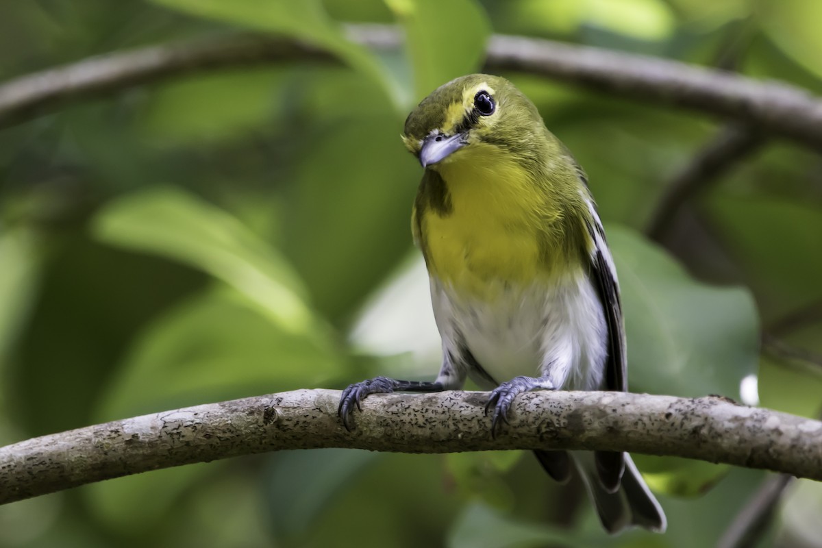 Vireo Gorjiamarillo - ML187670251