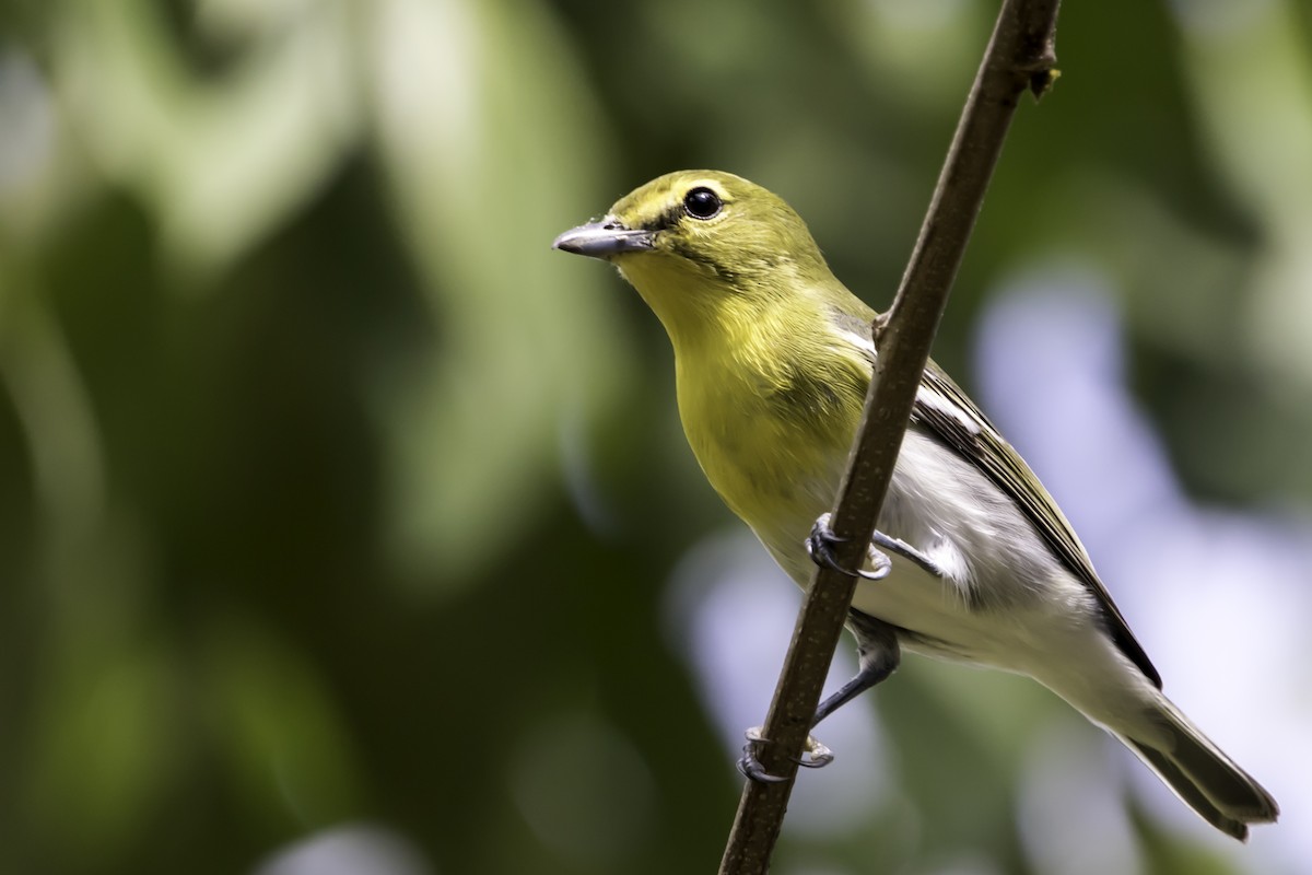 Yellow-throated Vireo - Jorge Eduardo Ruano