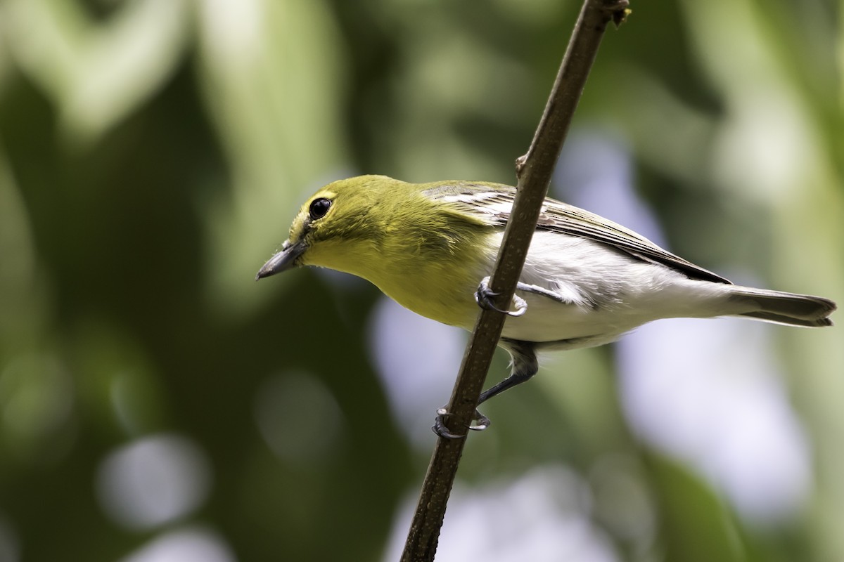 Vireo Gorjiamarillo - ML187670271