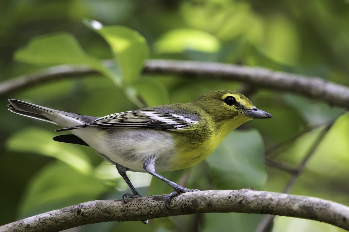 Yellow-throated Vireo - ML187670311