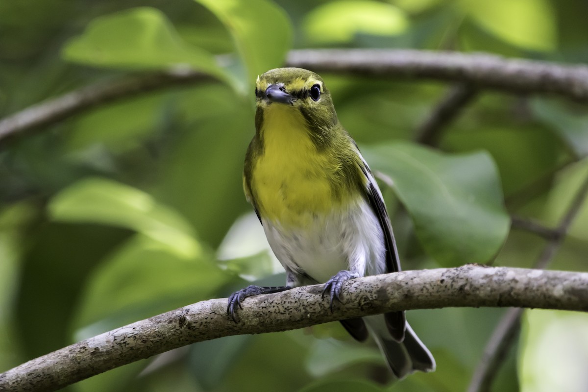 Vireo Gorjiamarillo - ML187670321