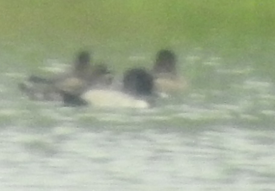 Ring-necked Duck - ML187671461