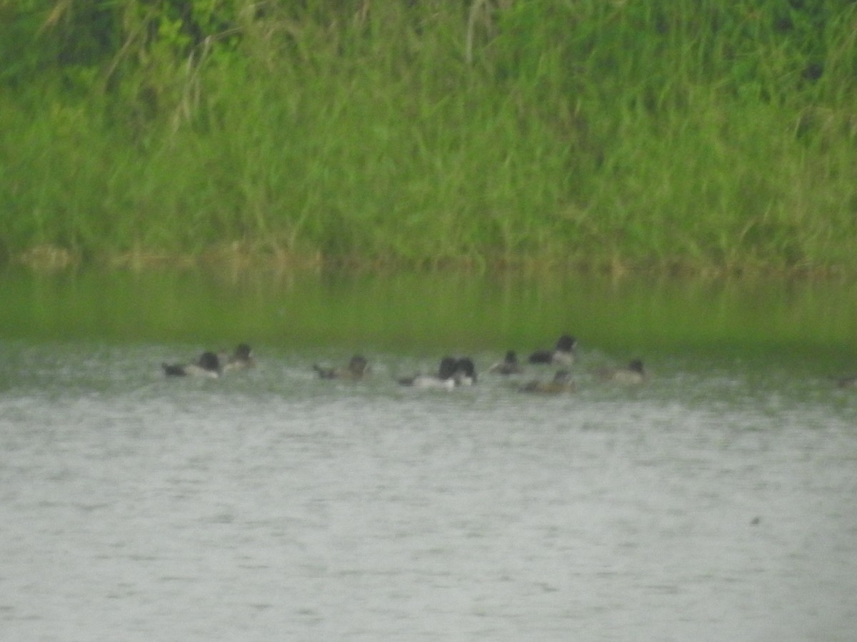 Ring-necked Duck - ML187671701