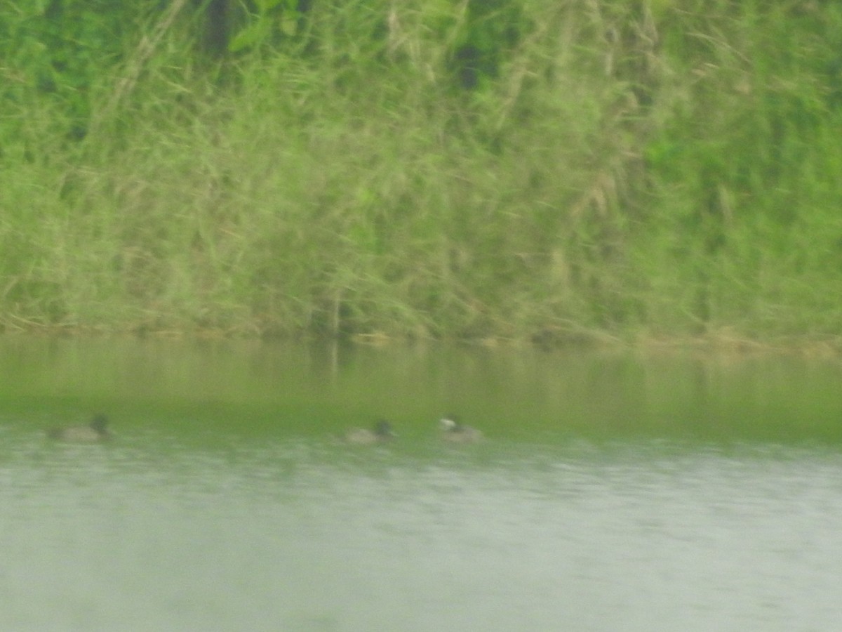 Ring-necked Duck - ML187671741