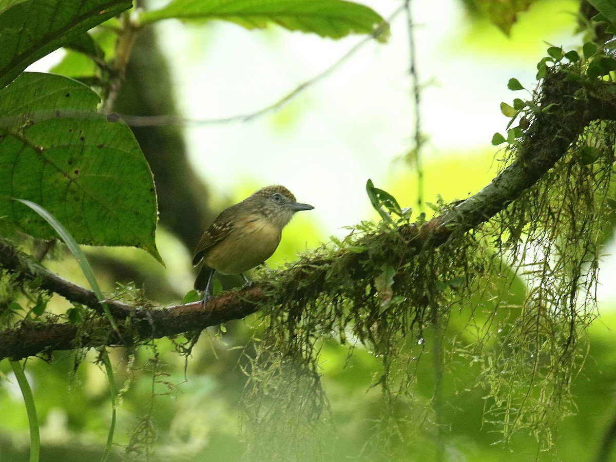 Spot-crowned Antvireo - ML187671821