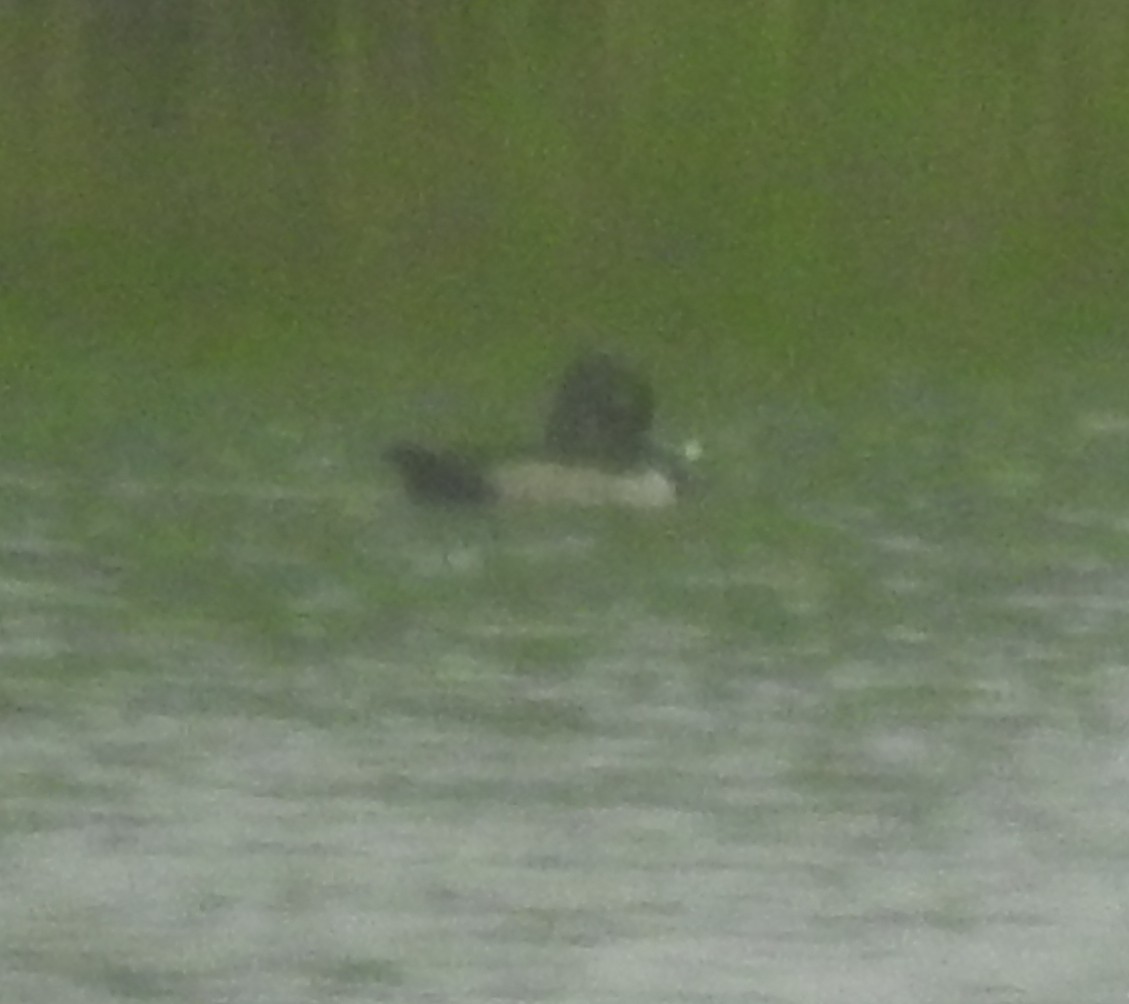 Ring-necked Duck - ML187671931