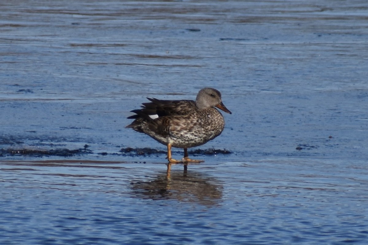 Gadwall - ML187672571