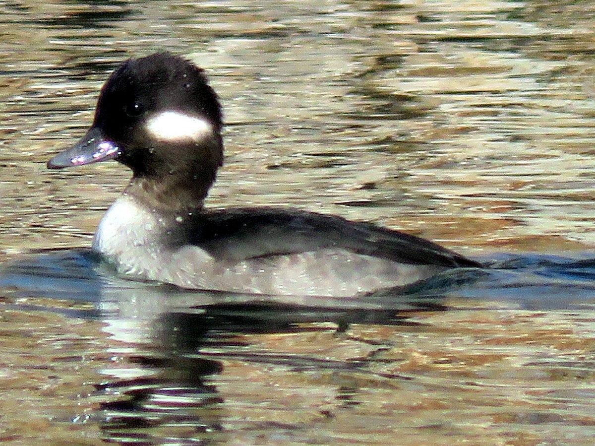 Bufflehead - Patrick O'Driscoll