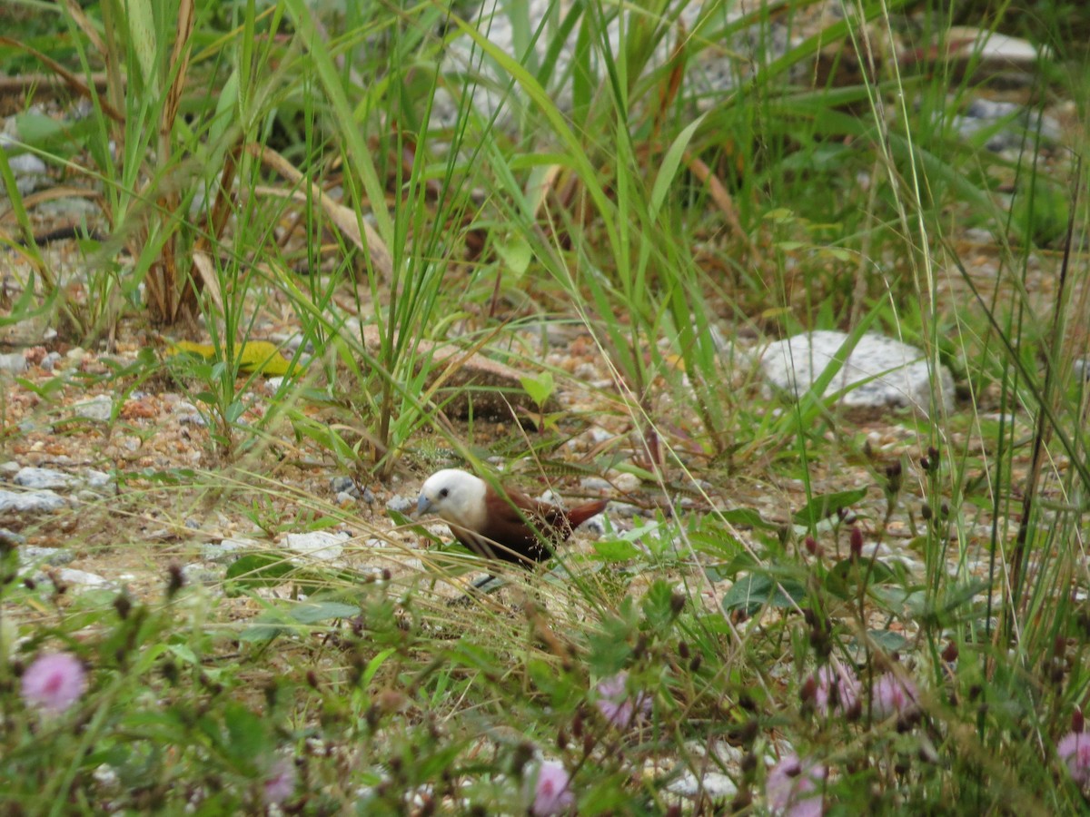 White-headed Munia - Kevin Hannah