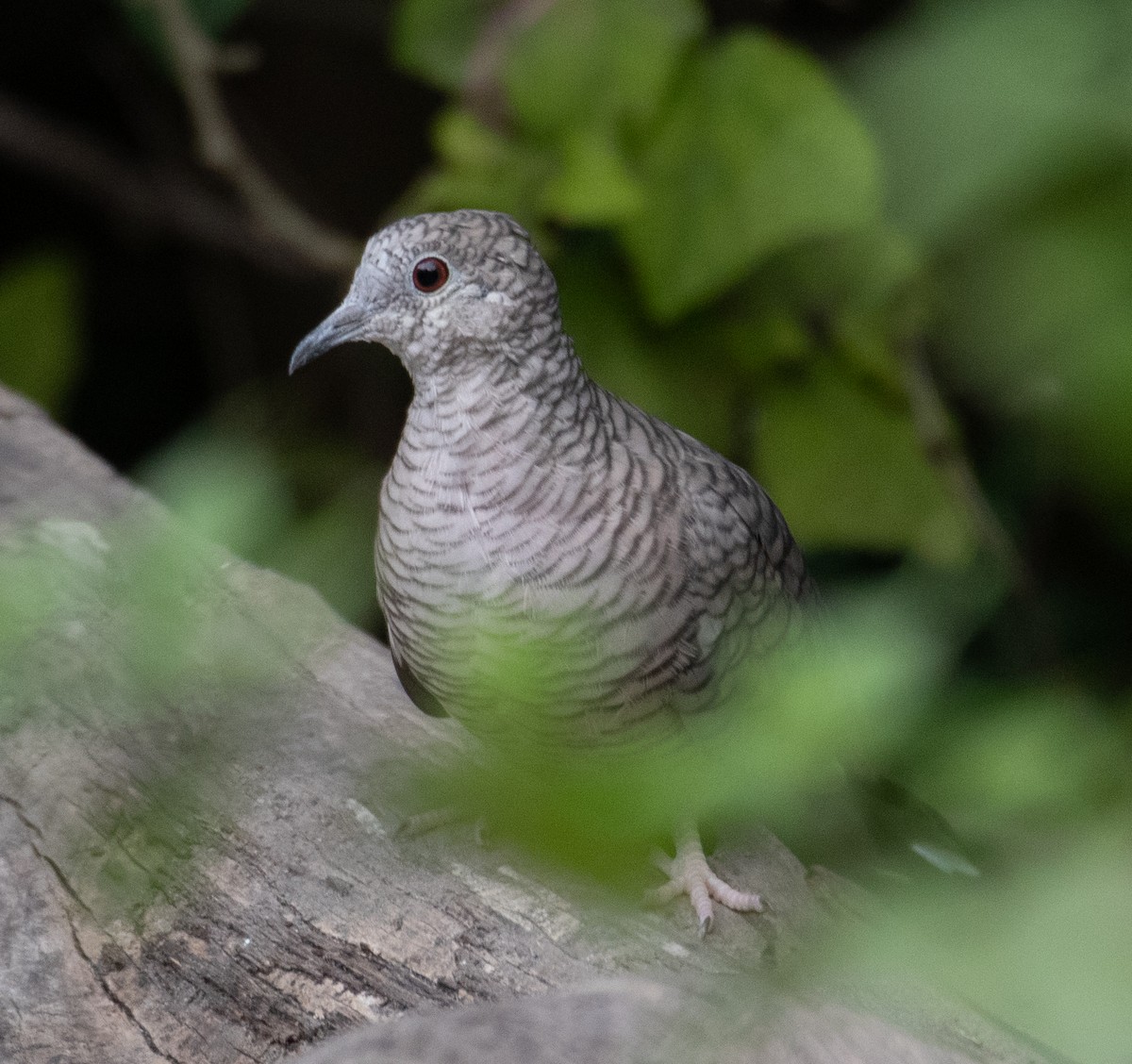 Inca Dove - ML187677861