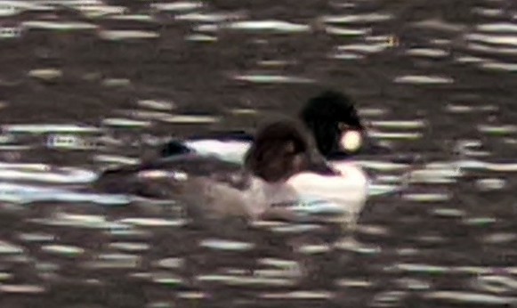 Common Goldeneye - Richard Cohen