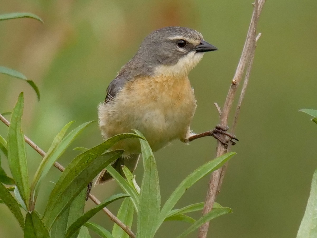 Long-tailed Reed Finch - ML187678931