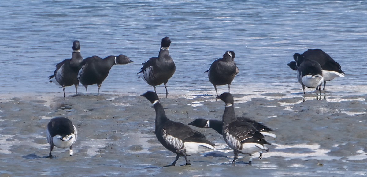 Brant - ML187679501