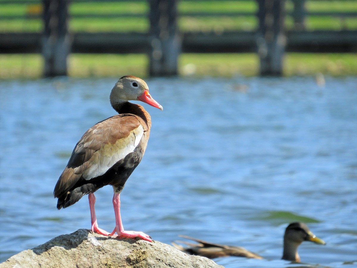 Dendrocygne à ventre noir - ML187679631