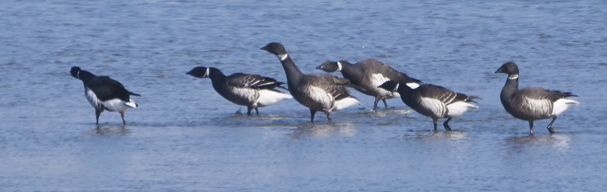 Brant - ML187679661