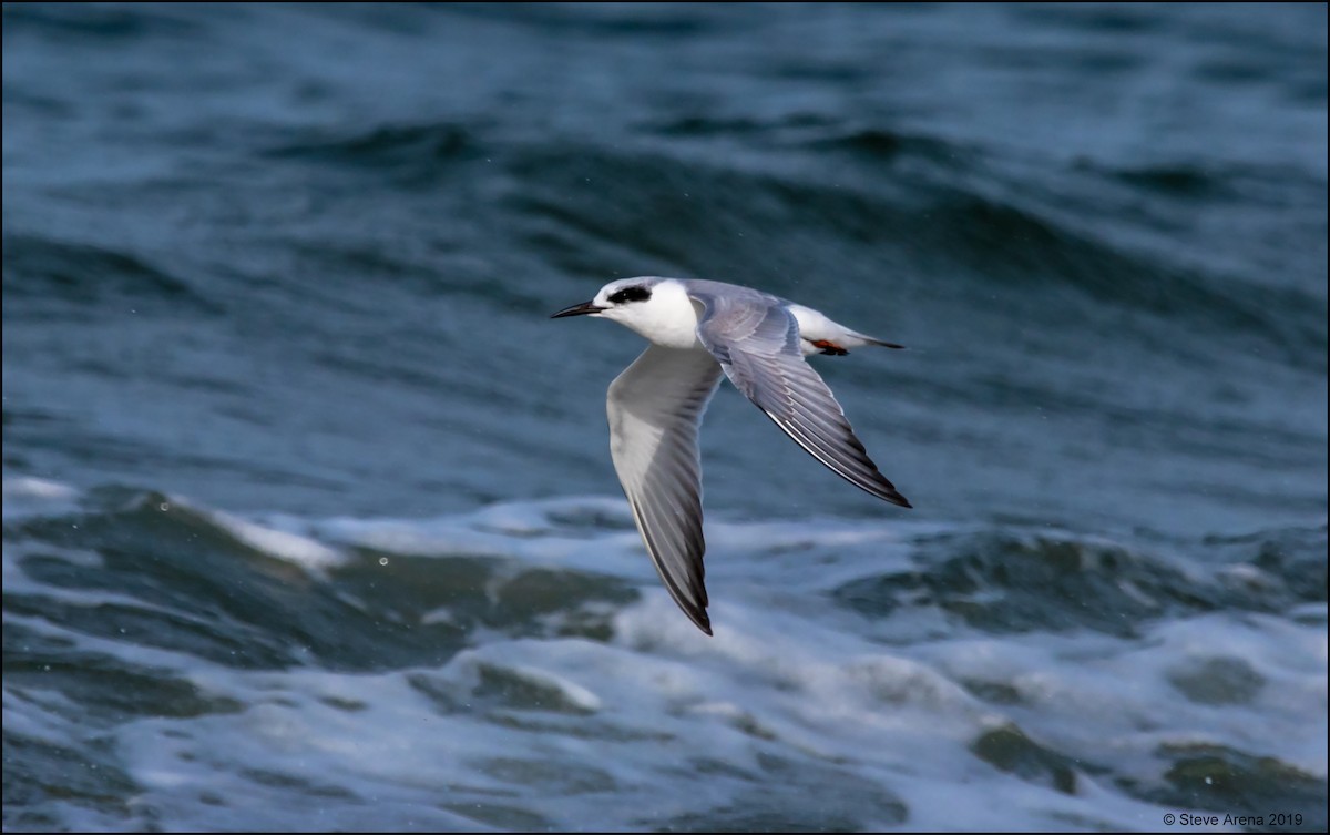 Forster's Tern - Anonymous