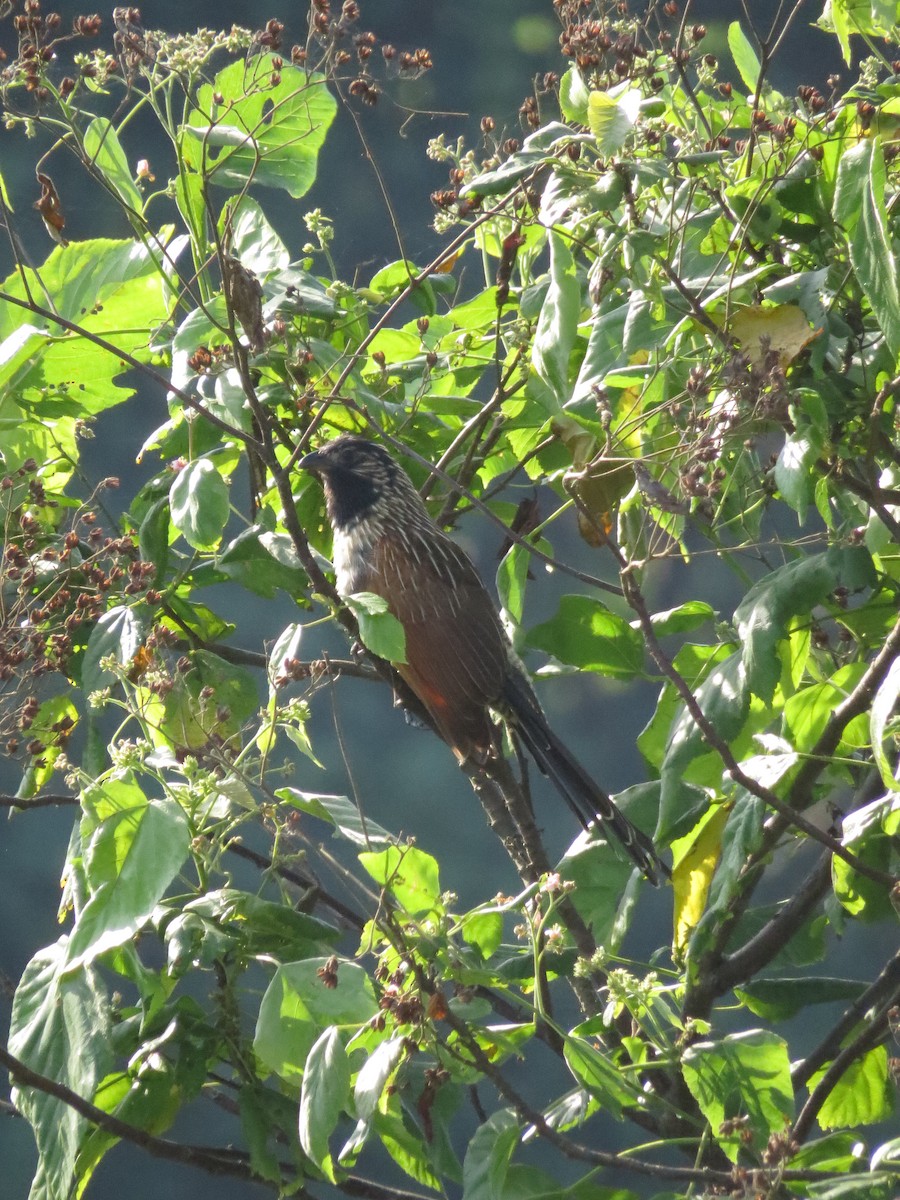 Lesser Coucal - Kevin Hannah