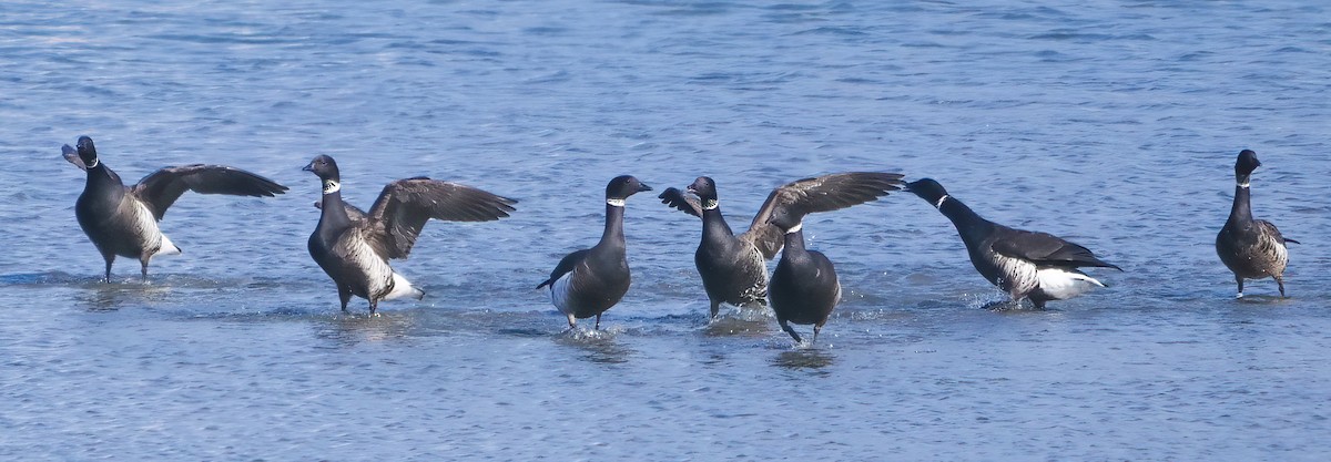 Brant - ML187680301