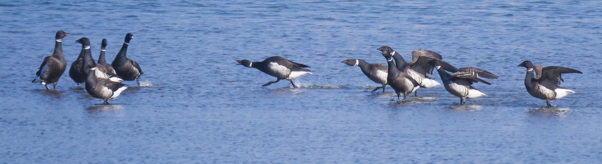 Brant - ML187680311