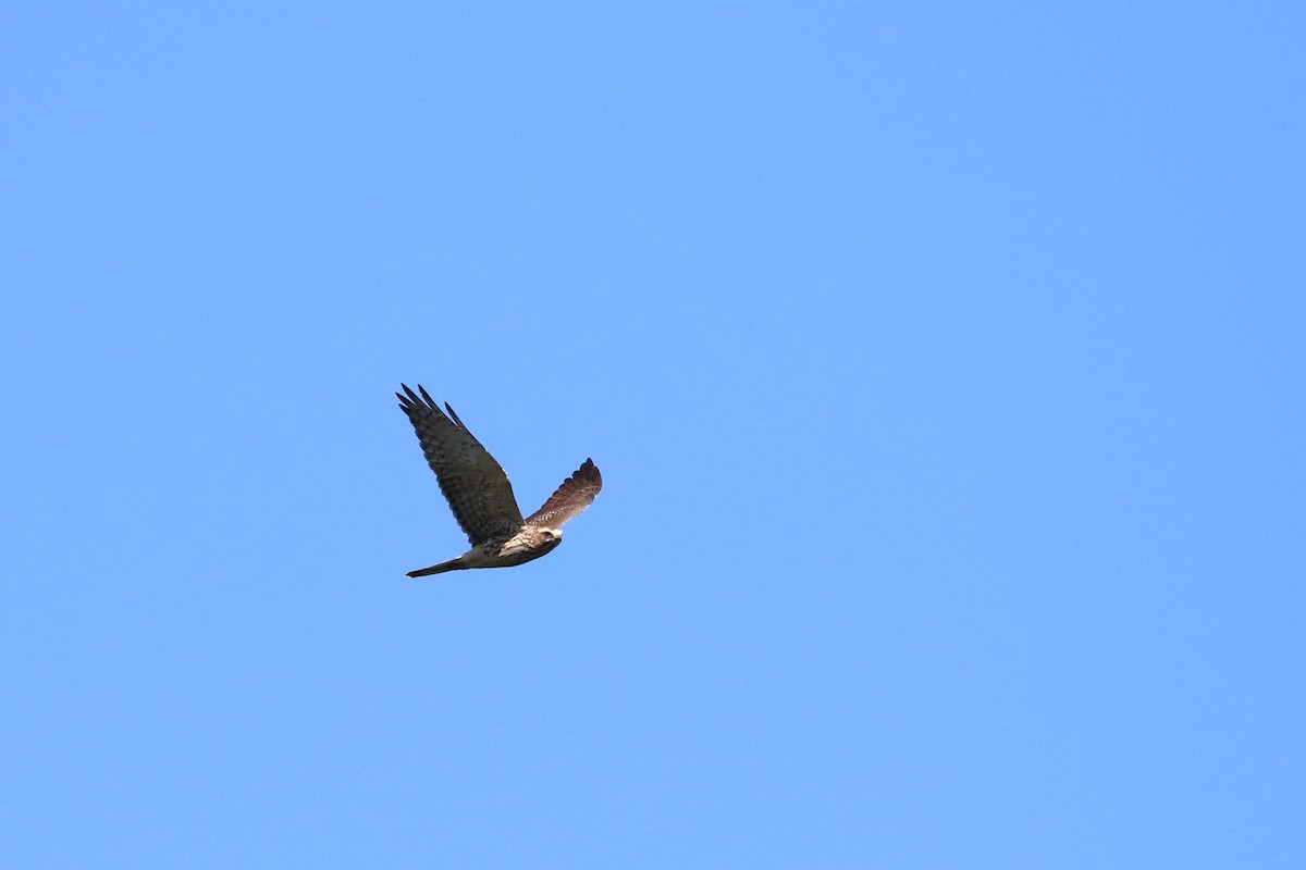 Gray-faced Buzzard - ML187680351