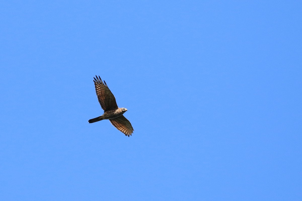 Gray-faced Buzzard - ML187680391