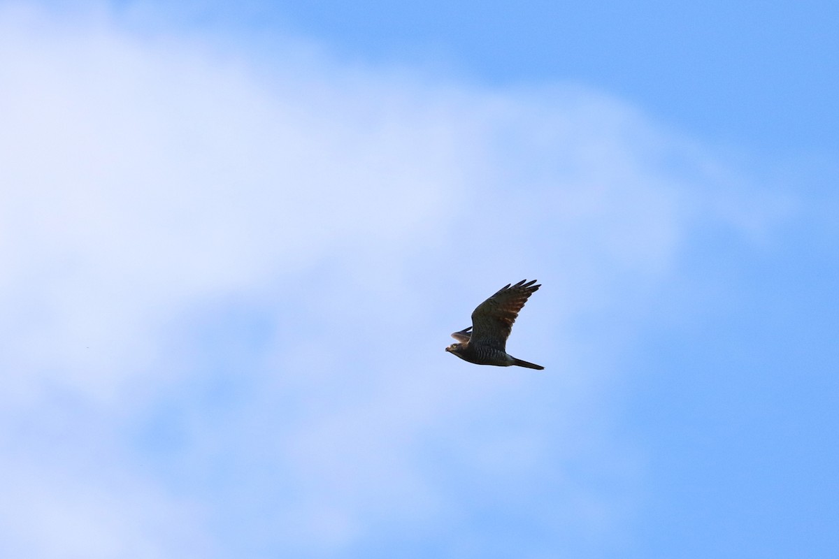 Gray-faced Buzzard - ML187680431